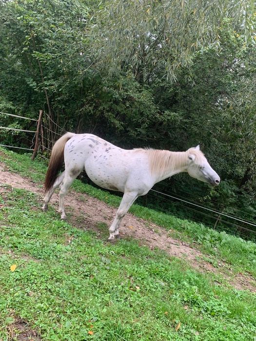 Klacz kuc feliński tarant