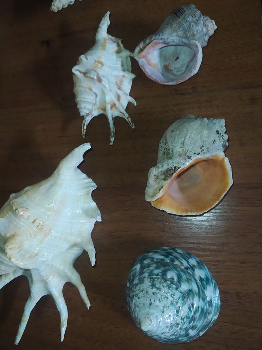 Мушлі Чорноморські