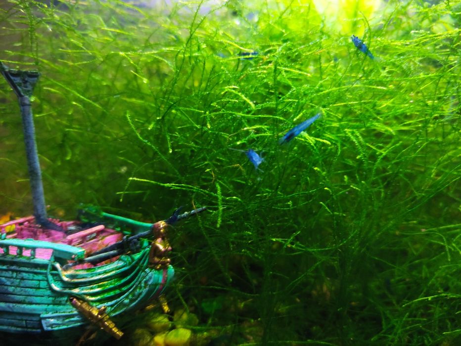 Vendo camarões azuis (Neocaridinas)