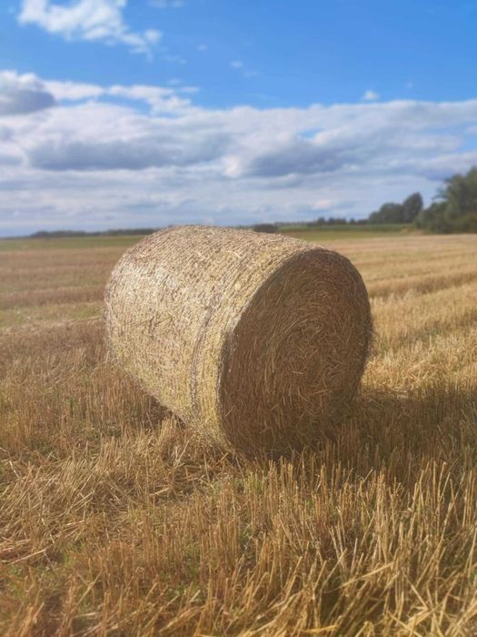 Słoma z dowozem dla bydla koni owce alpaki