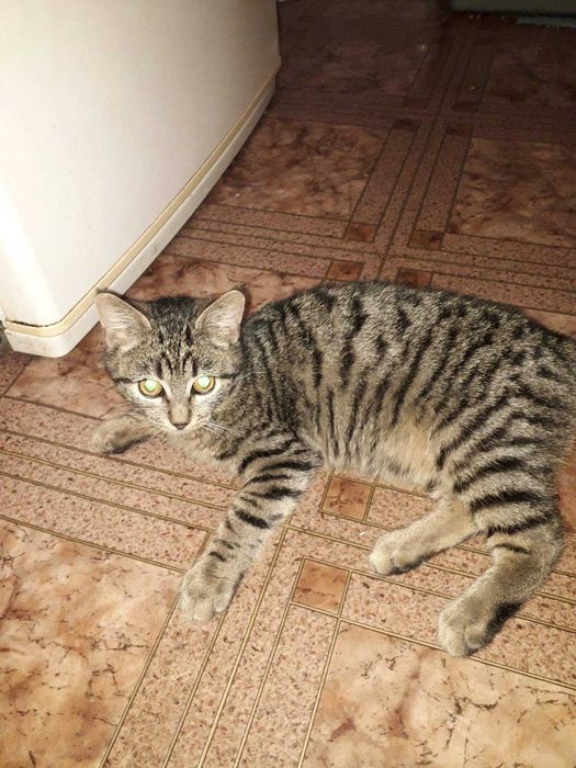 Отдаем котенка  в хорошие руки.