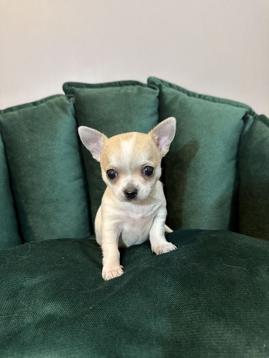 Chihuahua sunia szczeniaczek