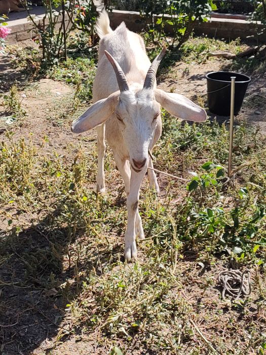 Продам англо-нубийскую козу