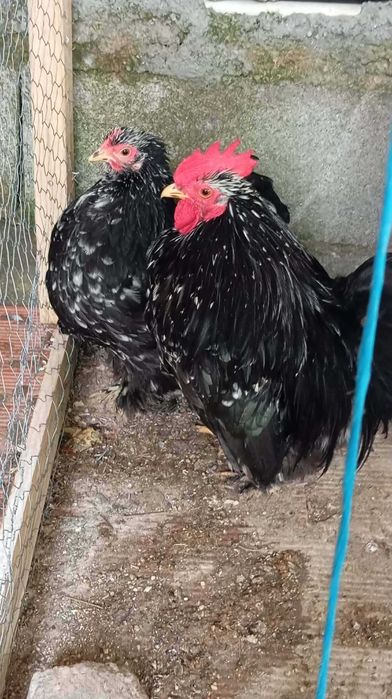 Casal Pekins Blackmottled