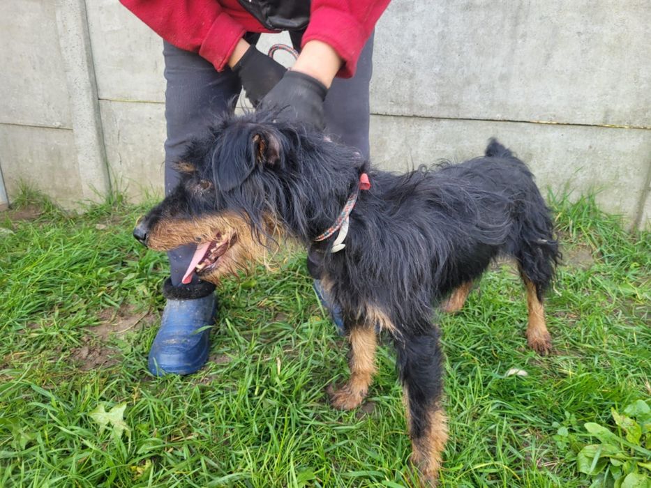 Terrierek szuka domu