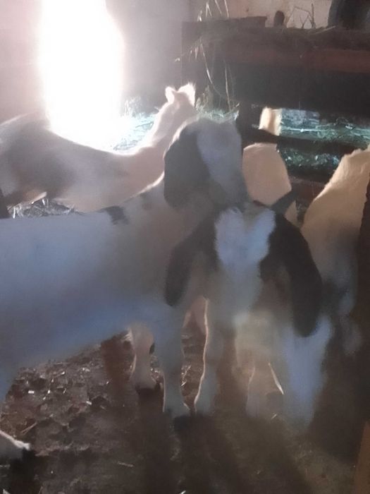 Vendo cabritos boer com florido com 3 meses