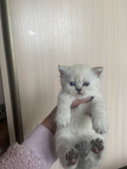 Шотландські кошенята