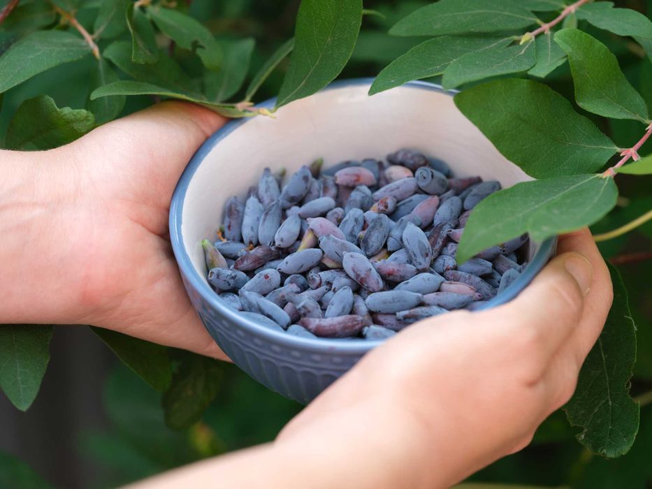 Jagoda Kamczacka Duże Sadzonki 10 Odmian ! Owocujące