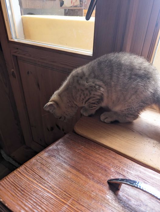 Шотландске кошеня 3 місяця