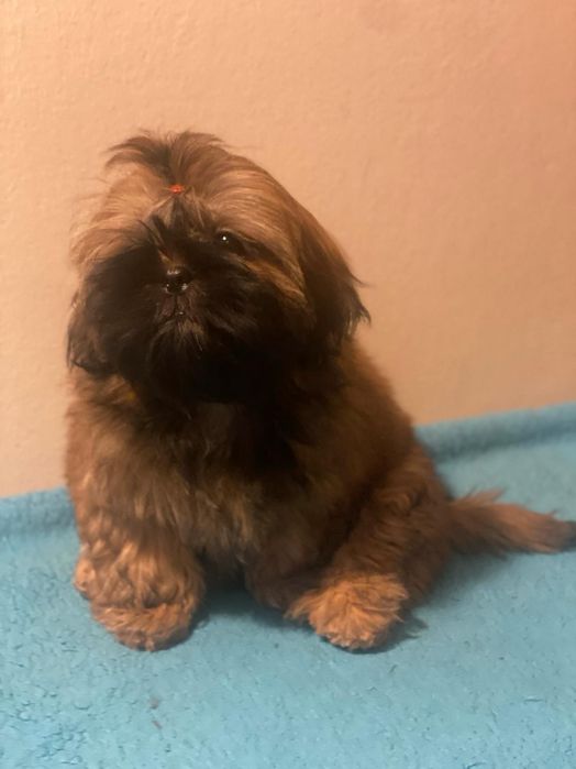 Shih Tzu złota  sunia gotowa do zmiany domu zkwp
