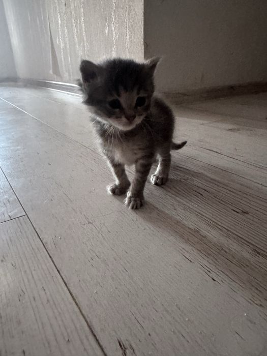 Кошенята в хороші руки