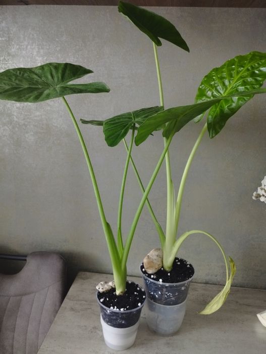 Продам Алоказию Арум