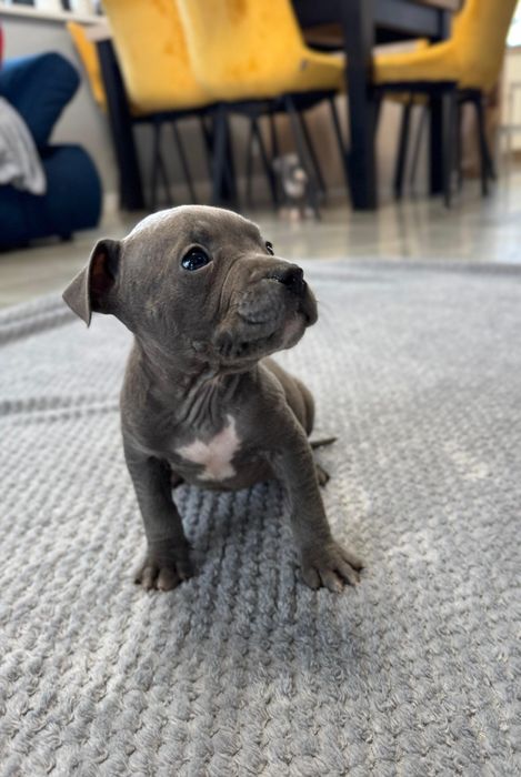 Piesek American Staffordshire Terrier(amstaff) blue