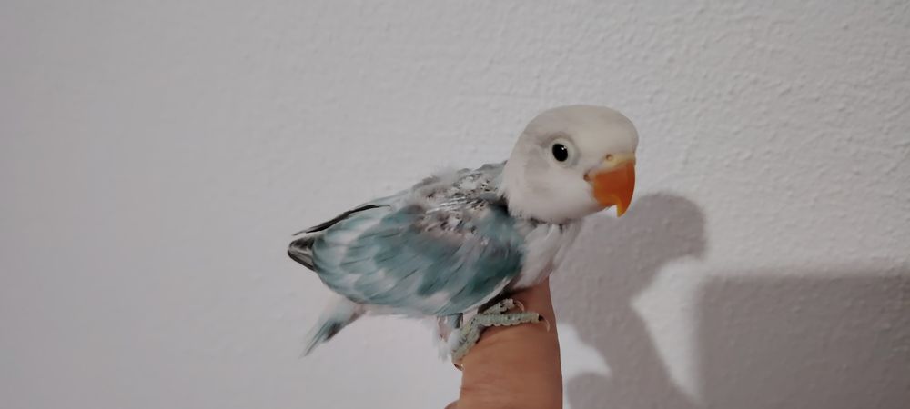 Agapornis Fischer , Blue Opalino.