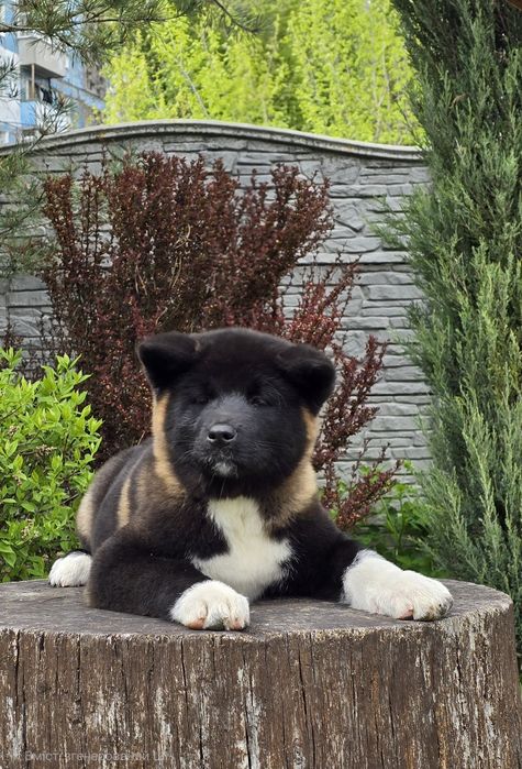 Американська акіта, документи