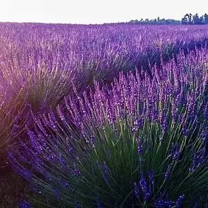 Королевская Лаванда саженцы