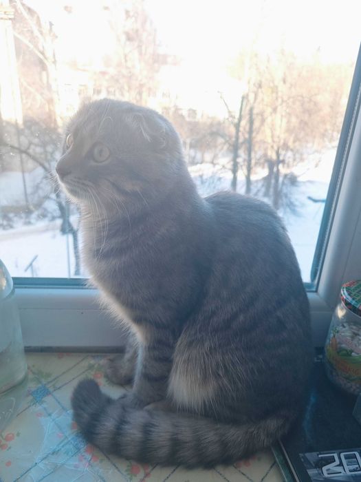 Шотландський висловухий шиншиловий котик