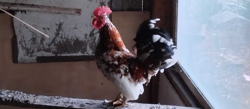 Kolorowe kury !!!