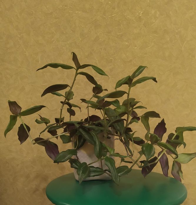 Традесканция фиолетовая,ампельная традесканция