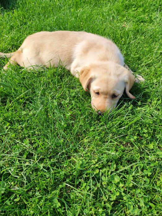 śliczny piesek labrador rodowód