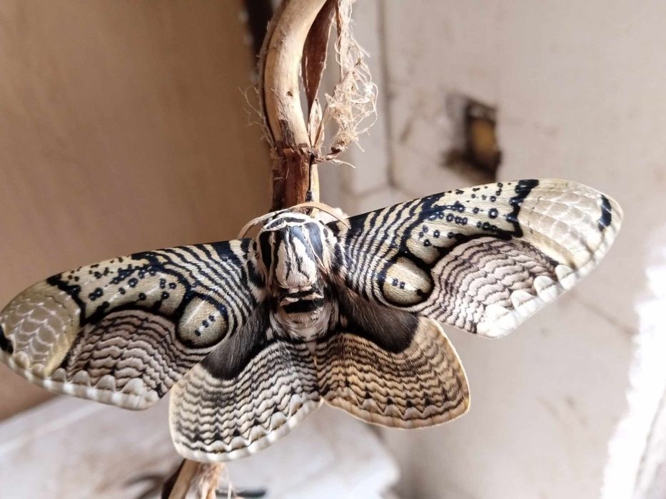 Argema mimosae poczwarka ćmy +inne gatunki