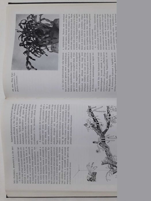 Цветущий кактус. На венгерском языке.