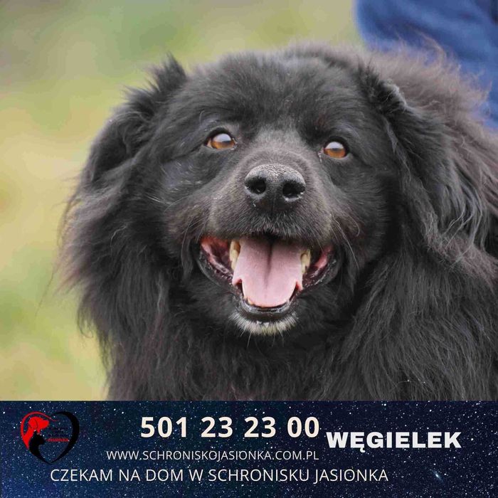 WĘGIELEK do adopcji Schronisko Jasionka