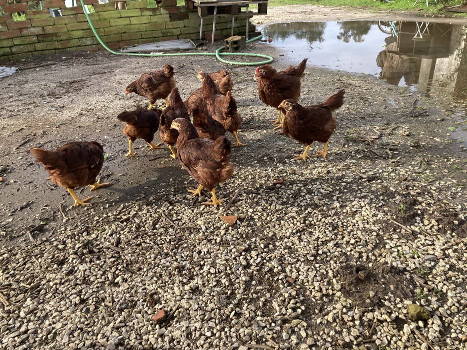 Frangas Rhode Island Red.