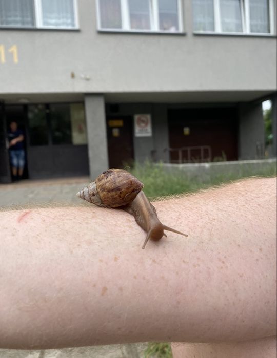 Ślimak afrykański archachatina marginata ovum