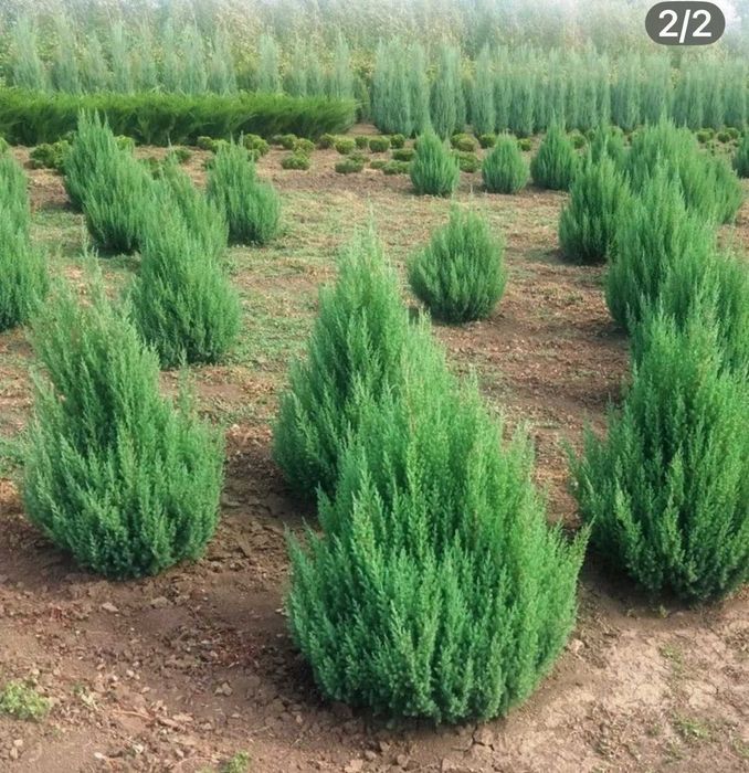 Продаж розсадника декоративних рослин