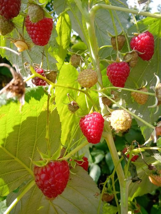 Малина ремонантна