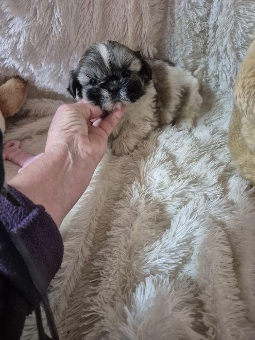 Shih-tzu Macho Tricolor Criadora Registada PT 3088 FL