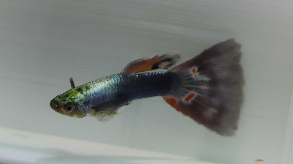 Guppy Tuxedo (macho e fêmea)