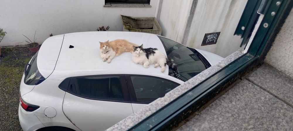 Dois gatos da raça Floresta Norueguesa, castrados, para adoção responsável