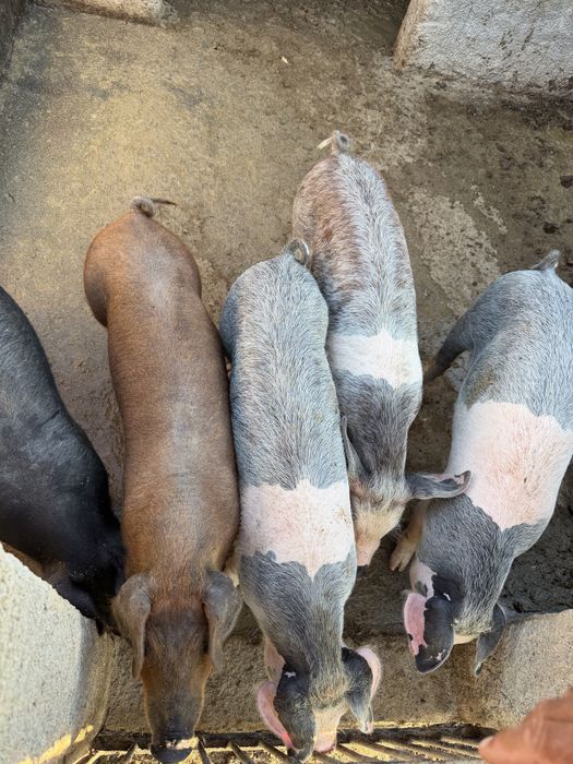 Vendo leitões Bísaro x Duroc