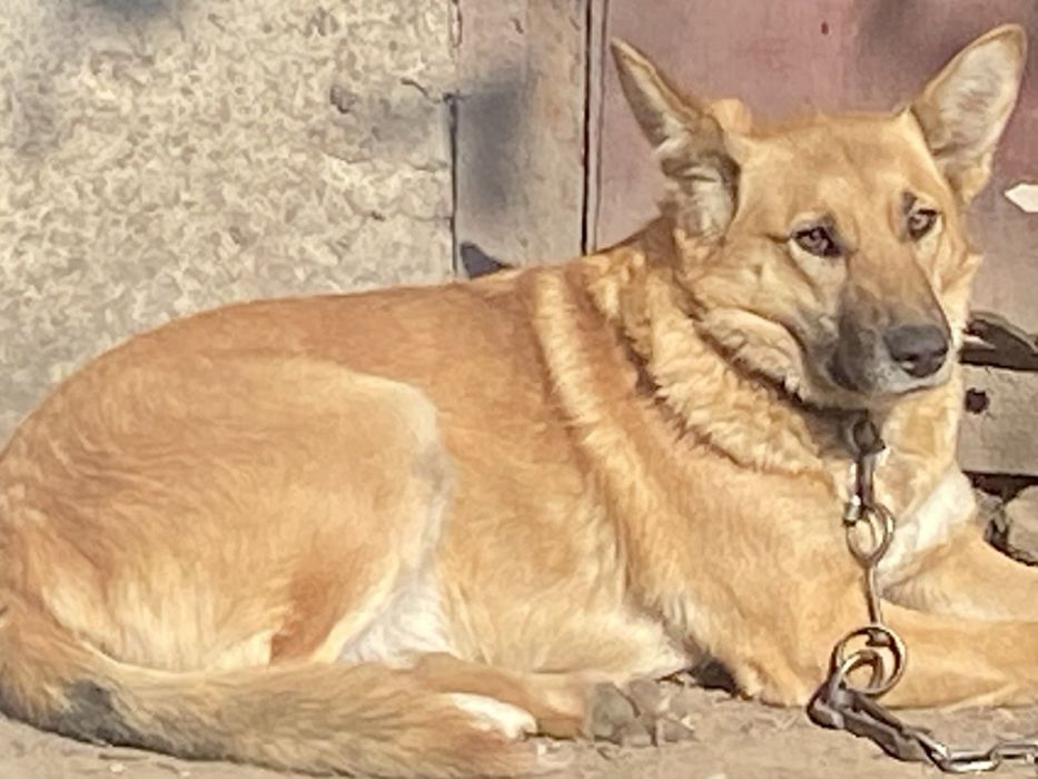 Стерилізована собачка шукає дім