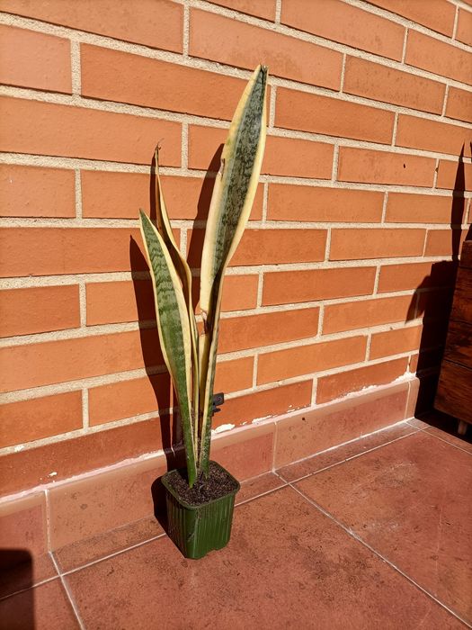 Espada de Santa Bárbara