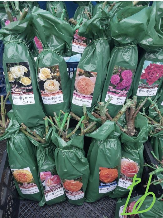 Продам саджанці троянд #гурт #опт