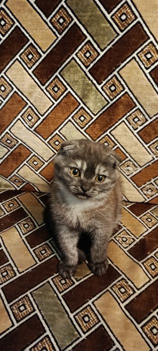 Продам шотландського котика 3,5 місяці