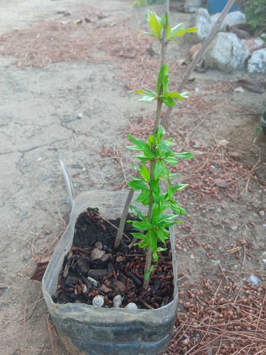 Romanzeiras enraizadas