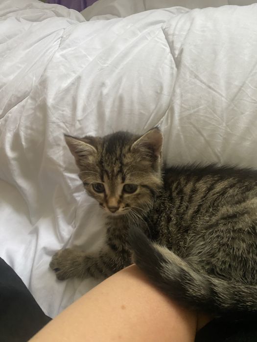 Котенок срочно нужно отдать