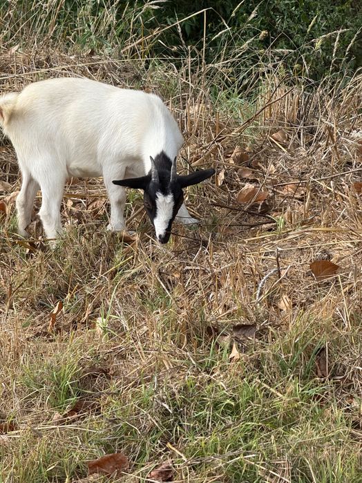 Vender cabras anâs