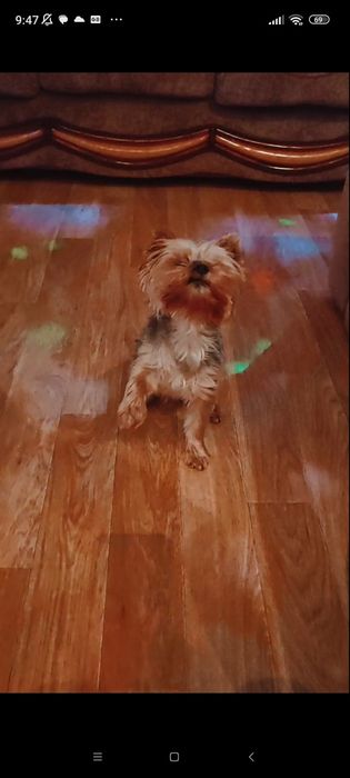 вязка йорк,за щенка)