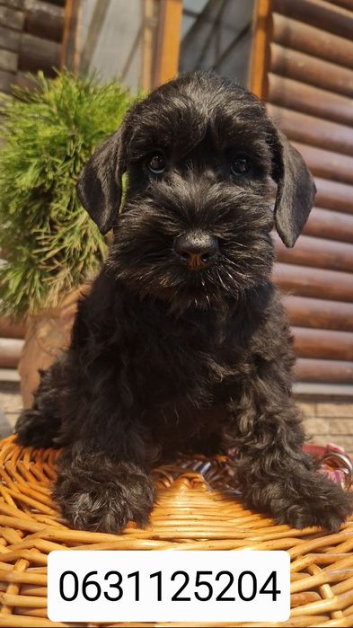 Цуценяти з відмінним родоводом.