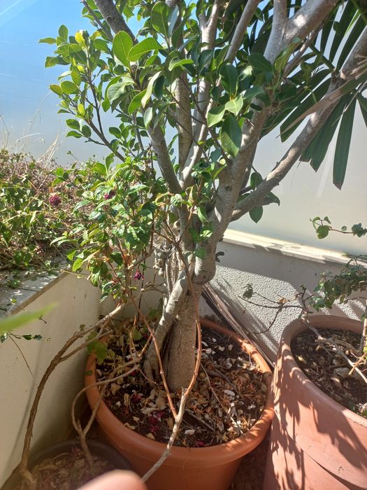 Vasos em polietileno e plantas