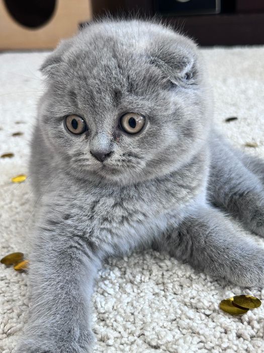 Gatinho Scottish Fold azul