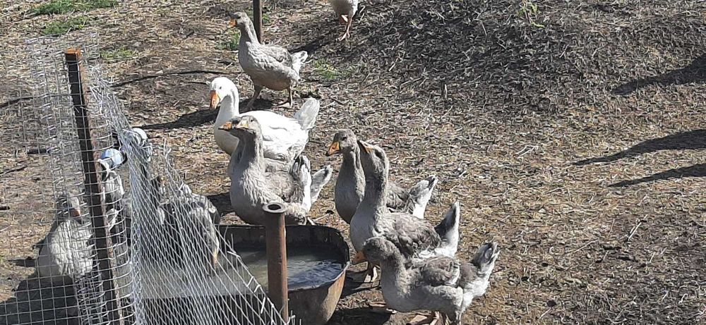 Гуси та гусенята різного віку, для забою, та вирощування