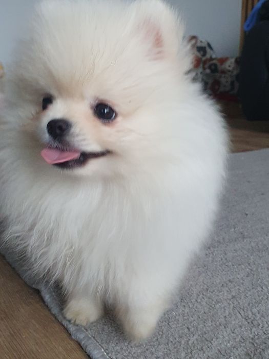 Szpic miniaturowy pomeranian, /Cudny mini mis