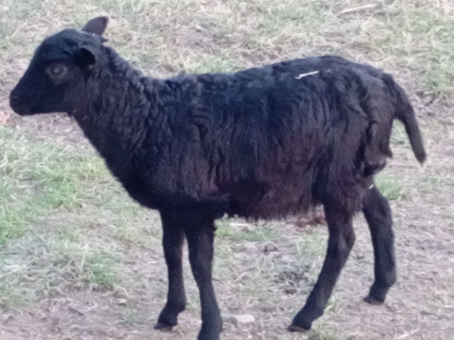 Owce kameruńskie, owieczki