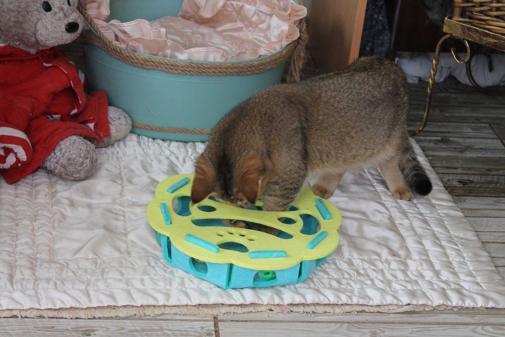 Котик Оскар Шотдандець Золота шиншилла